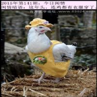 141期今日闲情：这年头，连鸡都有衣服穿了。